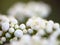 Tiny buds of rowan white flowers