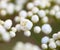 Tiny buds of rowan white flowers