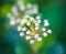 Tiny buds of Spiraea white flowers