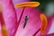 A tiny bug takes shelter under a lily anther