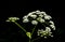 Tiny bunches of white flowers on black and white