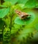 A tiny butterfly is sitting on a beautiful leaf