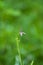 Tiny button Wild flower in the jungle during monsoon