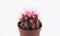Tiny cactus, plant