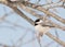 Tiny Carolina Chickadee taking a nap