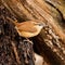 Tiny Carolina Wren (Thryothorus ludovicianus) resting on a tree branch on the blurred background