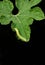 Tiny caterpillar, beautiful caterpillar,caterpillar on green leaf