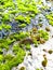 tiny caterpillar on the moss wall