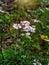 The tiny charming flower of Coriander Plant