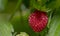 A tiny charming red wild strawberry fruit .