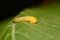 A tiny Cherry `slug` which is a larva of  the Sawfly Caliroa cerasi