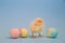 Tiny chick facing camera surrounded by colorful Easter eggs