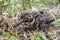 Tiny chick lapwing in the dry grass