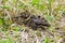 Tiny chick lapwing sitting in the grass