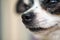 a tiny chihuahua dog portrait, extreme closeup macro shot. With world reflected in its eyes. Emotional picture