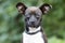 Tiny Chihuahua mixed breed dog pet adoption photo