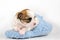 Tiny Chihuahua puppy lying down in  blue slipper close-up on white background