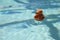 Tiny Child`s Teddy Bear Floating in a Coconut Boat in Swimming Pool Water