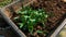 Tiny chili plants potted