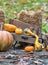 Tiny chipmunk in a cute fall scene