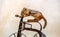 Tiny chipmunk goes for a bike ride