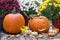 A tiny chipmunk jumps from one pumpkin to the other.