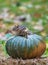 Tiny chipmunk sitting on a pumpkin