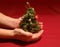 Tiny Christmas tree