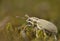 Tiny Clover Weevil Beetle
