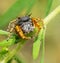 Tiny but colorful and adorable Phidippus mystaceus jumping spider