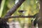 A tiny colorful weaver bird on a chickoo plant, this little creature has a long beak and different colors. Graciously perching.