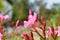 Tiny colourful flowers