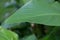 Tiny Condylostylus flies on plant leaf. Condylostylus is a genus of flies in the family Dolichopodidae.