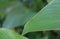 Tiny Condylostylus flies on plant leaf. Condylostylus is a genus of flies in the family Dolichopodidae.