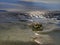 A tiny crab stranded on the sea shore during the low tide.