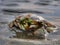 A tiny crab stranded on the sea shore during the low tide.