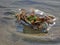 A tiny crab stranded on the sea shore during the low tide.