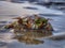 A tiny crab stranded on the sea shore during the low tide.