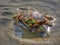 A tiny crab stranded on the sea shore during the low tide.