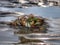 A tiny crab stranded on the sea shore during the low tide.