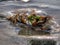 A tiny crab stranded on the sea shore during the low tide.