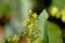 Tiny cream color flowers of avocado or avocado pear