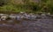 Tiny creek with flow to the Cascade de Bayehon