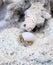 A Tiny Crustacean with its Sea Shell Walking among Corals - Marine Life and Fauna in Andaman & Nicobar Islands, India