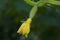 A tiny cucumber fruit with a yellow flower.