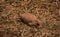 Tiny Curious Prairie Dog Creeping Through Straw