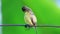 Tiny cute bird olive-backed sunbird sitting on the wire on blurred green nature background