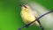 Tiny cute bird olive-backed sunbird sitting on the wire on blurred green nature background