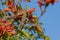 Tiny cute male Rufous Hummingbird sucking on nectar of a flower