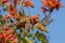 Tiny cute male Rufous Hummingbird sucking on nectar of a flower